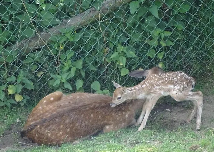 Apartament U Jawora *