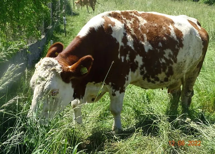 Apartament U Jawora *